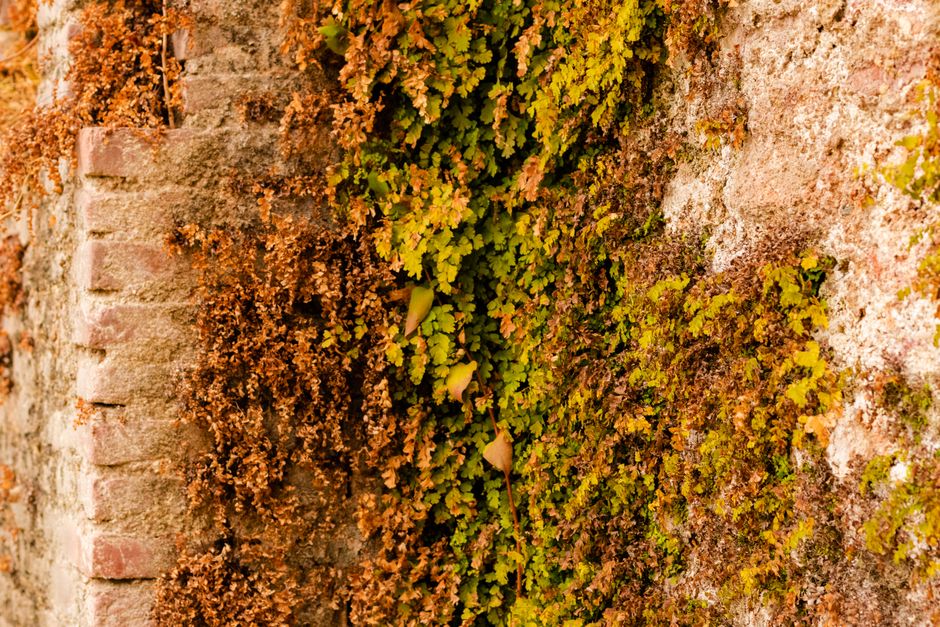 gabionen-herbst-pflege-bepflanzung-ausblick