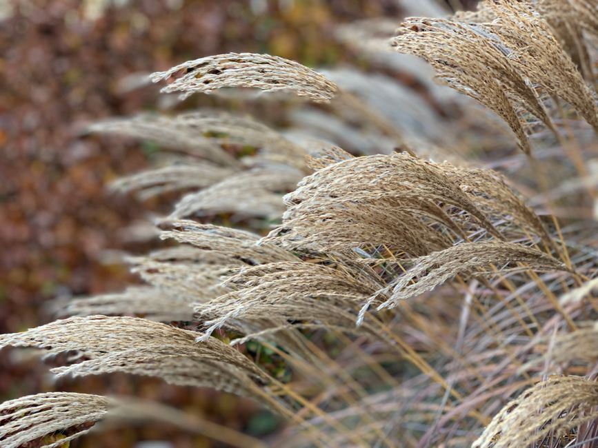 herbstbepflanzung-gabionen-graeser-zwiebeln-immergruene