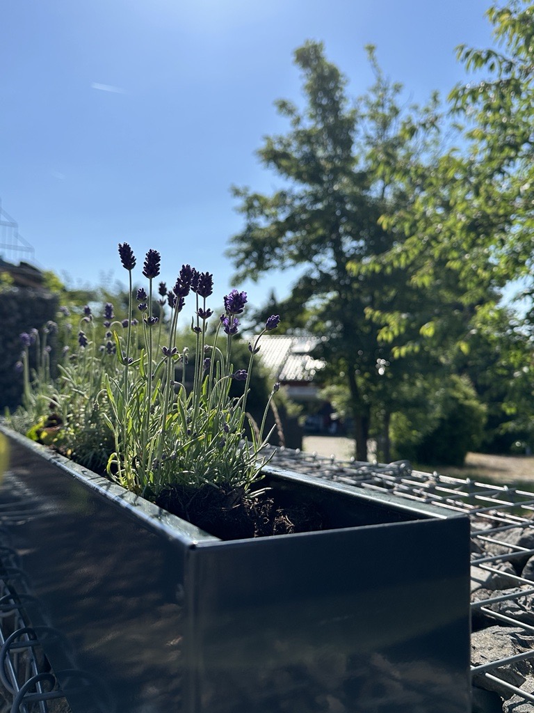 Blumenkasten